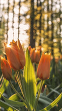 Load image into Gallery viewer, c3a1010081f1c19f34d2f8a95a358b358849cc01
