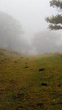 Load image into Gallery viewer, 56fce76182eddd1c9d3e58f3a6e6d5a186972ff9
