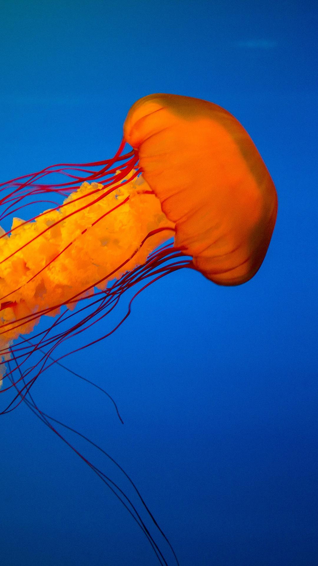 746a5dfdd95cf6b04a7cae691d3d410030966b1d