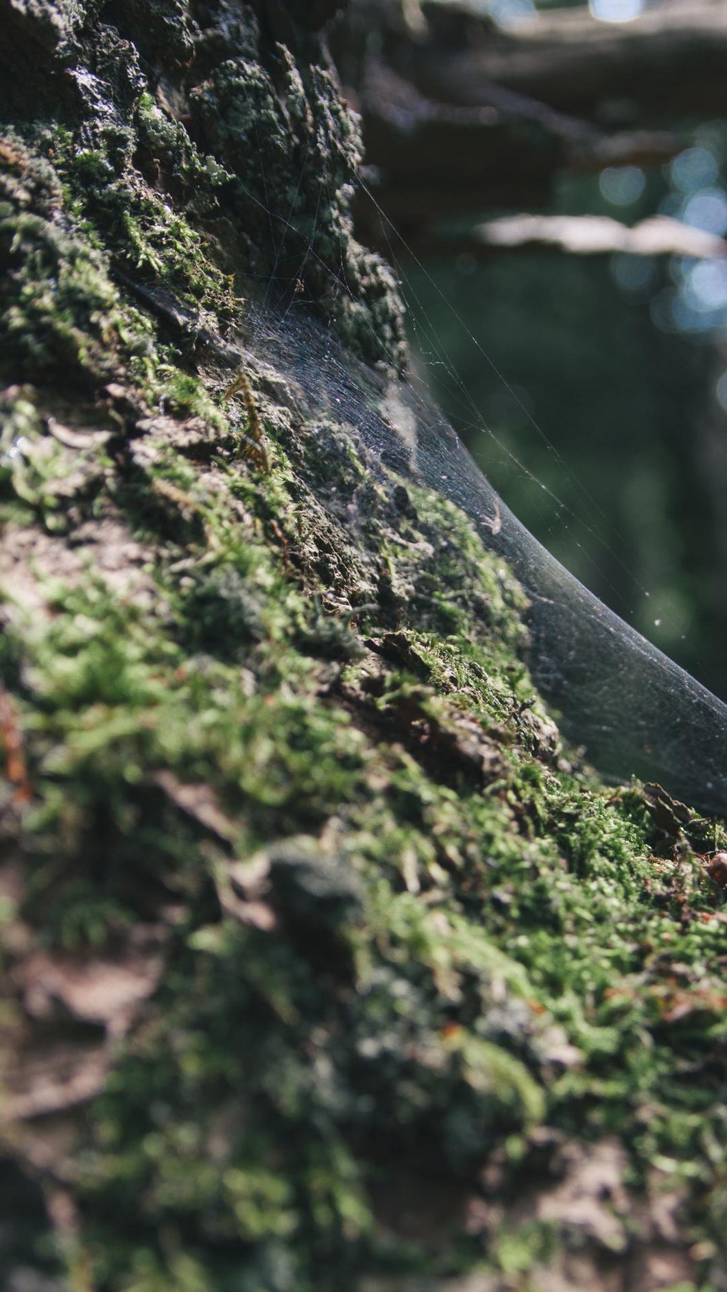 31ce659006a307fb0320e59b489071cb712ffafd