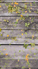 Load image into Gallery viewer, 05af5d3c778d9ff5c2eb70883688025e1039a918
