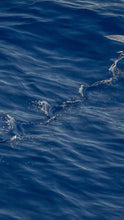 Load image into Gallery viewer, 61fa7572252abc2667a677a8960192ad7f23e703
