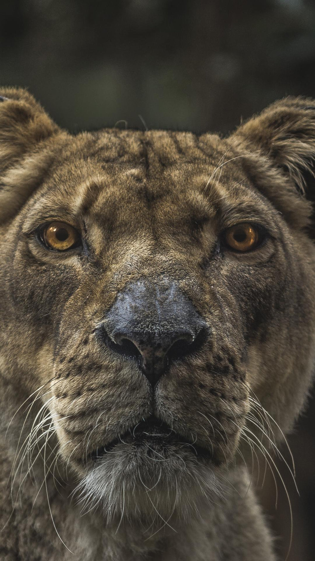 4c43e14e9e96a63b7fec665a39a85faa12f0d091