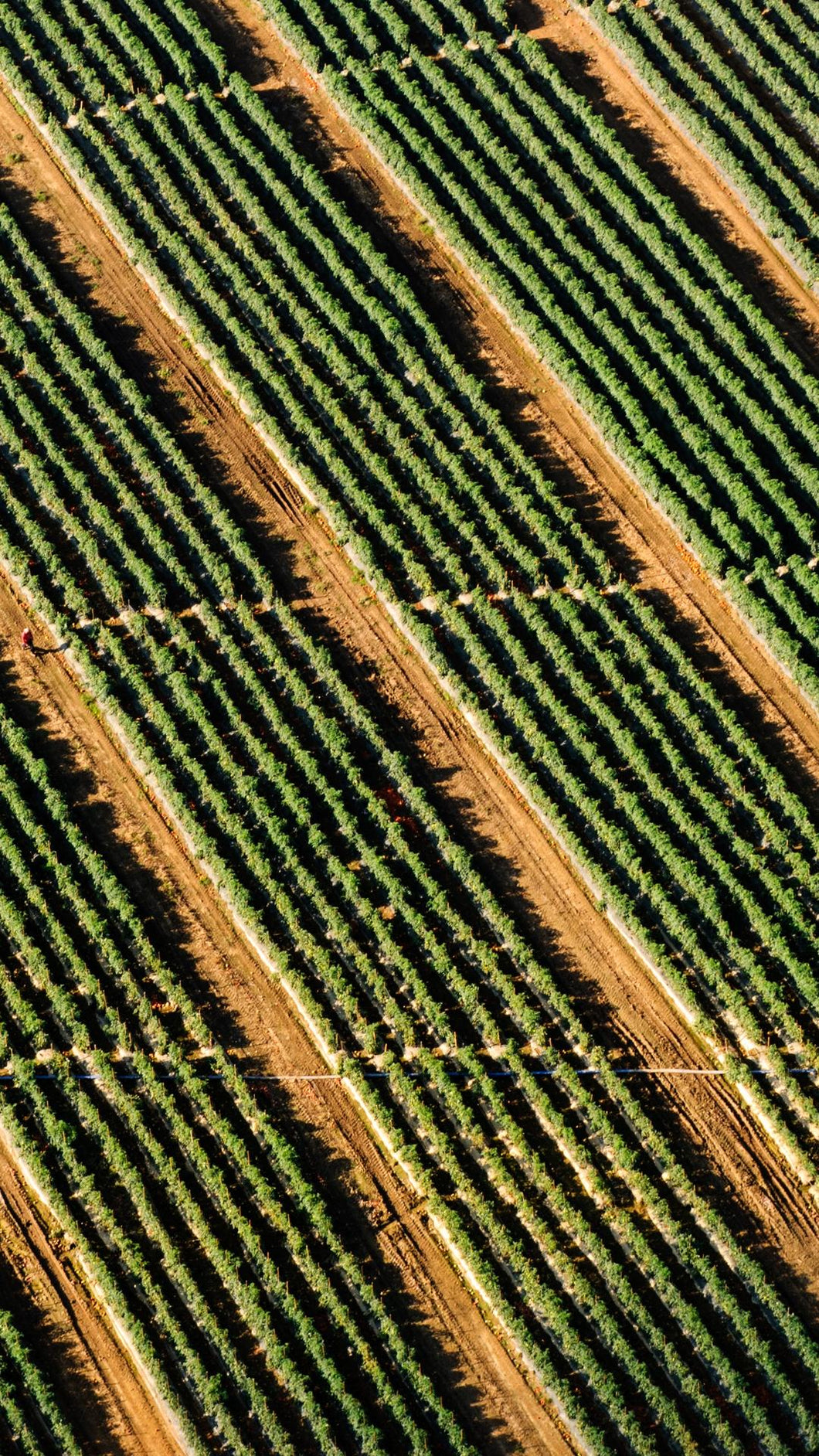 d38166a06cb660e58a0dbdc8e240600d5ca6d2fe