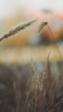 Load image into Gallery viewer, 59ab33f9b43d2e52095cffa54f1d5d8e1e000650

