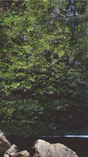 Load image into Gallery viewer, 4abded6dc7e800bc9f345eab48dea99f6524a2bf
