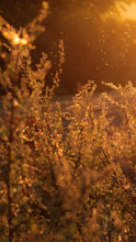 Load image into Gallery viewer, 9f99bb0eb7b9042a240bb37e9c91a148de3c9996
