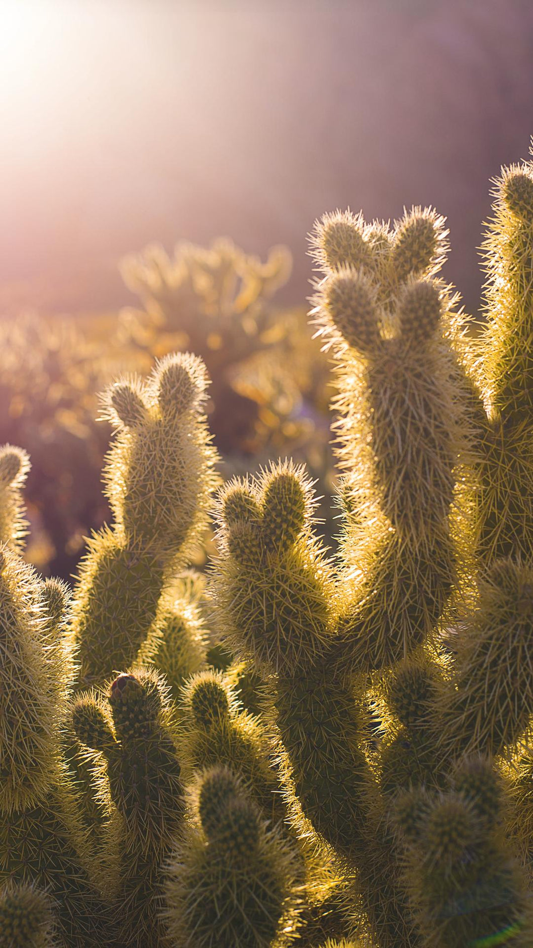 0ce3c7f232874cb3891fc9ec67e736785c4a952c