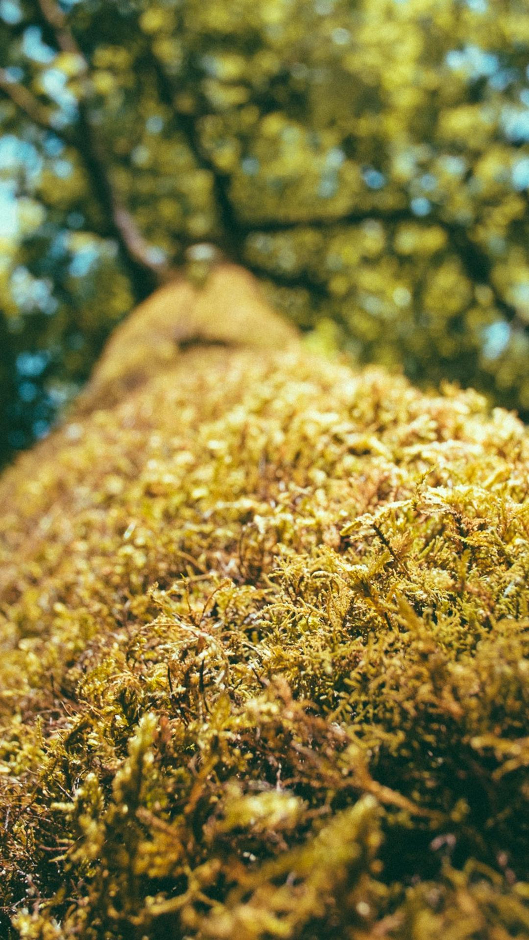 ef311f8437d7275047f39cbbfba1de2b8fb7c0df