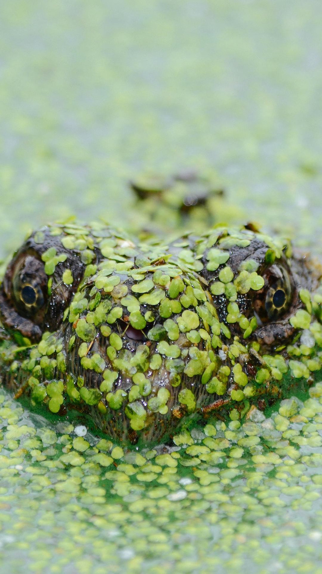 249da45545d0ea877621ec381d3e658cc74f3d81