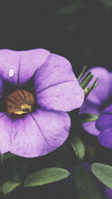 Load image into Gallery viewer, 5d1309b5695d942fef7e5e65da2cd2e17c00ab10
