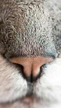 Load image into Gallery viewer, d4497dfc0f5f62e8ca108d05d24e6ed4c181a873
