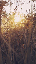 Load image into Gallery viewer, 41ecc78840b65c580737a8c7587aa3945fbc57d1
