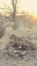 Load image into Gallery viewer, 7963b148520da4af1099604c1e78fb150d8bd68d

