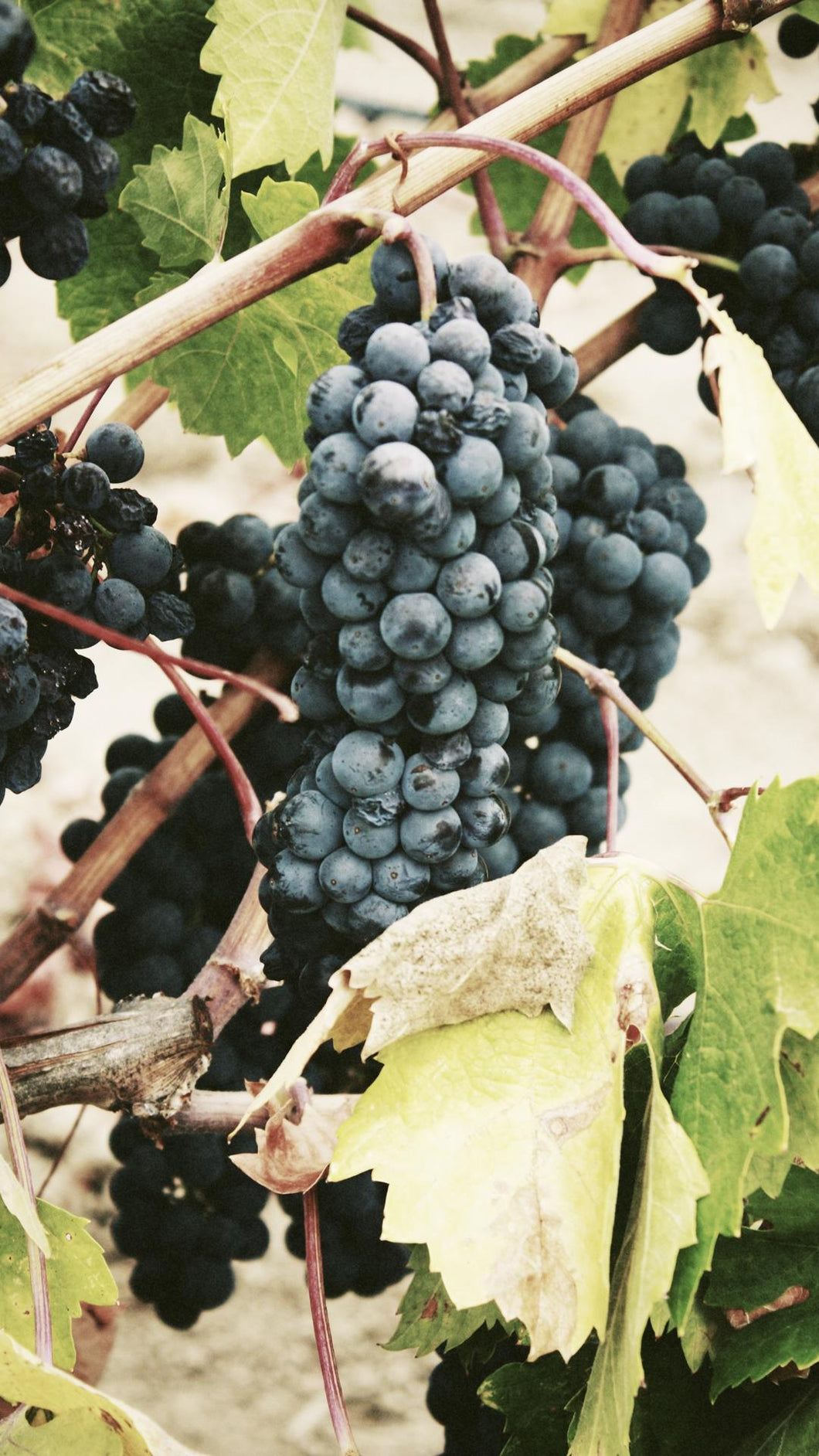 4daf1af446b62a82ae6e5f85a210554294ba7559