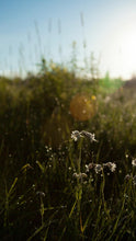 Load image into Gallery viewer, e6930e89daba2e1a045315210b7ff23d2f53c4f1

