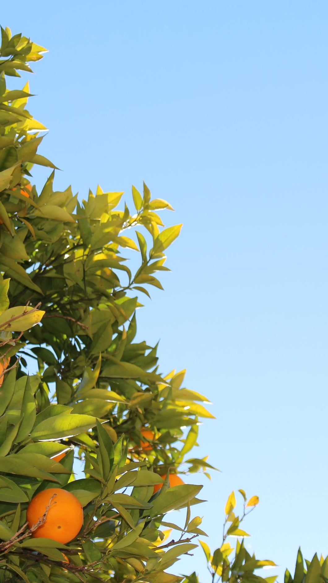 bd5d9667e3859288b93ee4e7f395af9fdad91fdc