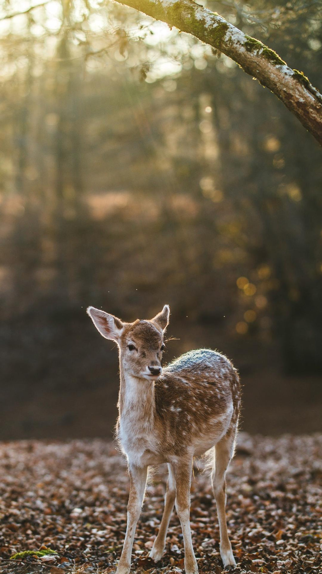 e217bcfd098ed02d25fa7e98a50ba23f550baa4f