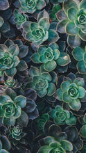 Load image into Gallery viewer, 178f5944fe4b2a94f58916944e16c77c034b4033
