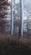 Load image into Gallery viewer, bbad822870b598598d2a09cc7e69ad597046ed02
