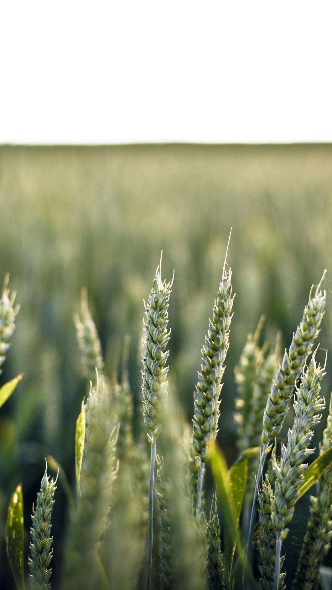 11cfa93a8119f96e98da6a94681d373b9e87e2e2