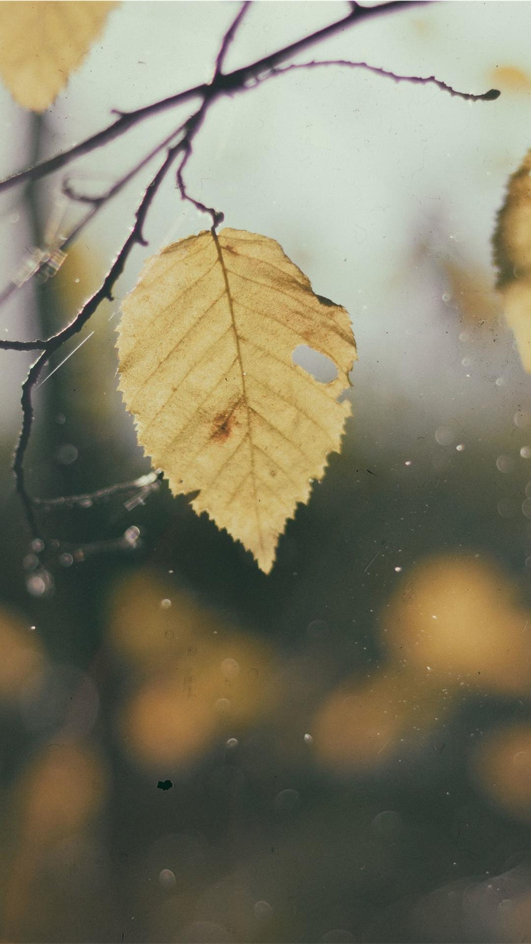 d1a22e87cae7ec804bd29d1296c200a0be552732