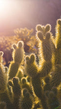 Load image into Gallery viewer, cf7e6a4d0d9c90ebc59975e4495609706e15aa52

