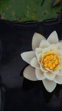 Load image into Gallery viewer, 7ded790a67ca445c6955aef0d7e22a01202bf4f9
