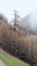 Load image into Gallery viewer, fa3d027bfeee1a07daa49bc2663588059a4e0a0d
