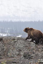 Load image into Gallery viewer, ed5471c983a598e73eaa727f11158b810455cba1
