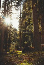 Load image into Gallery viewer, f91b90448100eaea4242dc526bdaa054099c5f2e
