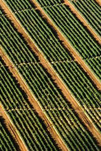 Load image into Gallery viewer, dc03cc7aacc1148c6ad516df8c6fe39a09ca8f01
