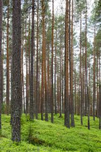 Load image into Gallery viewer, 2742c7ac4e47bf23b7604b441b3005e694fdcb39
