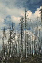 Load image into Gallery viewer, 0e5822aa581476028e268a43ffbbbbd35dd70903
