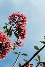 Load image into Gallery viewer, b7390befc70ec37b6f5a44e87cead1e7ce6c31f4
