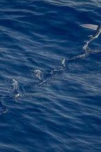 Load image into Gallery viewer, af8870937492a2ee5bab49c352d3523c077f178b
