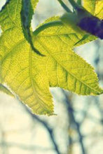 Load image into Gallery viewer, 1e241888abac0597c9deea2d628f564940f31e3c
