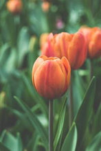 Load image into Gallery viewer, 9f99bb0eb7b9042a240bb37e9c91a148de3c9996

