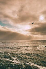 Load image into Gallery viewer, 92d71c57cfc78a9cb3d5a4cdc846cacec98aa113
