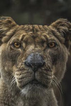 Load image into Gallery viewer, 795a8034641857098ee26649641c5e740de62272
