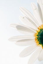 Load image into Gallery viewer, e55b3875ba73aa5b69d6169eba4e276b7fc44f69
