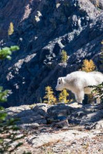 Load image into Gallery viewer, c02edab48cf84532588b593ad4f9a475cb93d629
