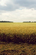 Load image into Gallery viewer, 64a48df8dabc3f146992e6b53e1950e7087b1e8d
