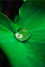 Load image into Gallery viewer, bc50f79125ebeb4cc1a4cd2c7740bf5dd152a660
