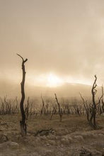 Load image into Gallery viewer, 8c0443eb150b5f8cbc1ca38c511a16058579664f
