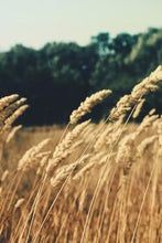 Load image into Gallery viewer, 09d118dda31e31b1fe4d0d85f660364907c26add
