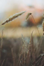 Load image into Gallery viewer, 448c4c1e24795a5988cc3cda36ee5e6aebb50e36
