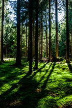 Load image into Gallery viewer, f5322ee6a9259259bacda1a0d0193709856e3b81
