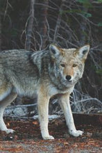 Load image into Gallery viewer, af53b4f5d14979a6c31d1440ac2ef91de80b1a77
