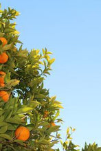 Load image into Gallery viewer, 8819eeae04c96fa3df68071935853384bc92d4d8
